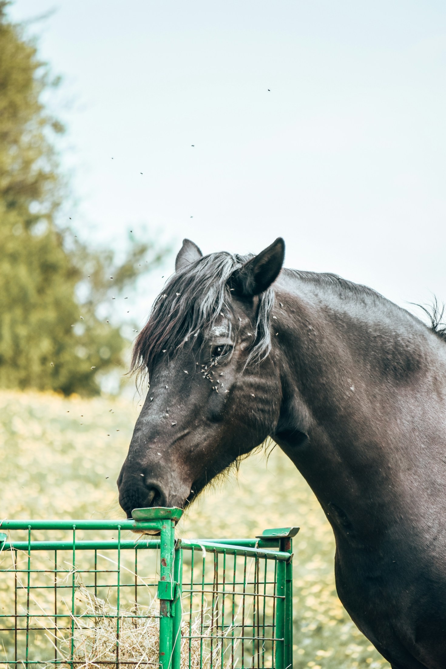 The Critical Role of Roughage in Horse Diets