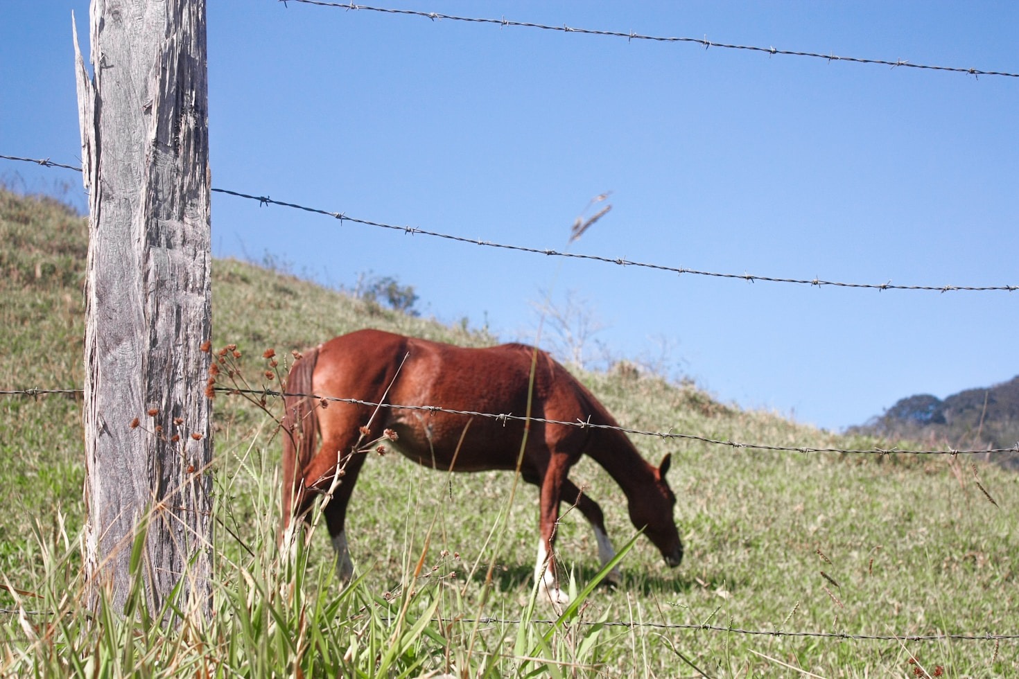 Discover the Best Hydration Practices for Horses