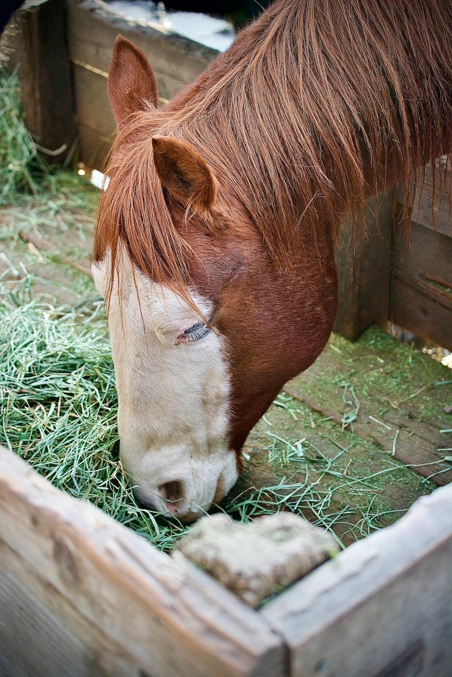 Feeding Your Horse: Key Nutrient Analysis Tips
