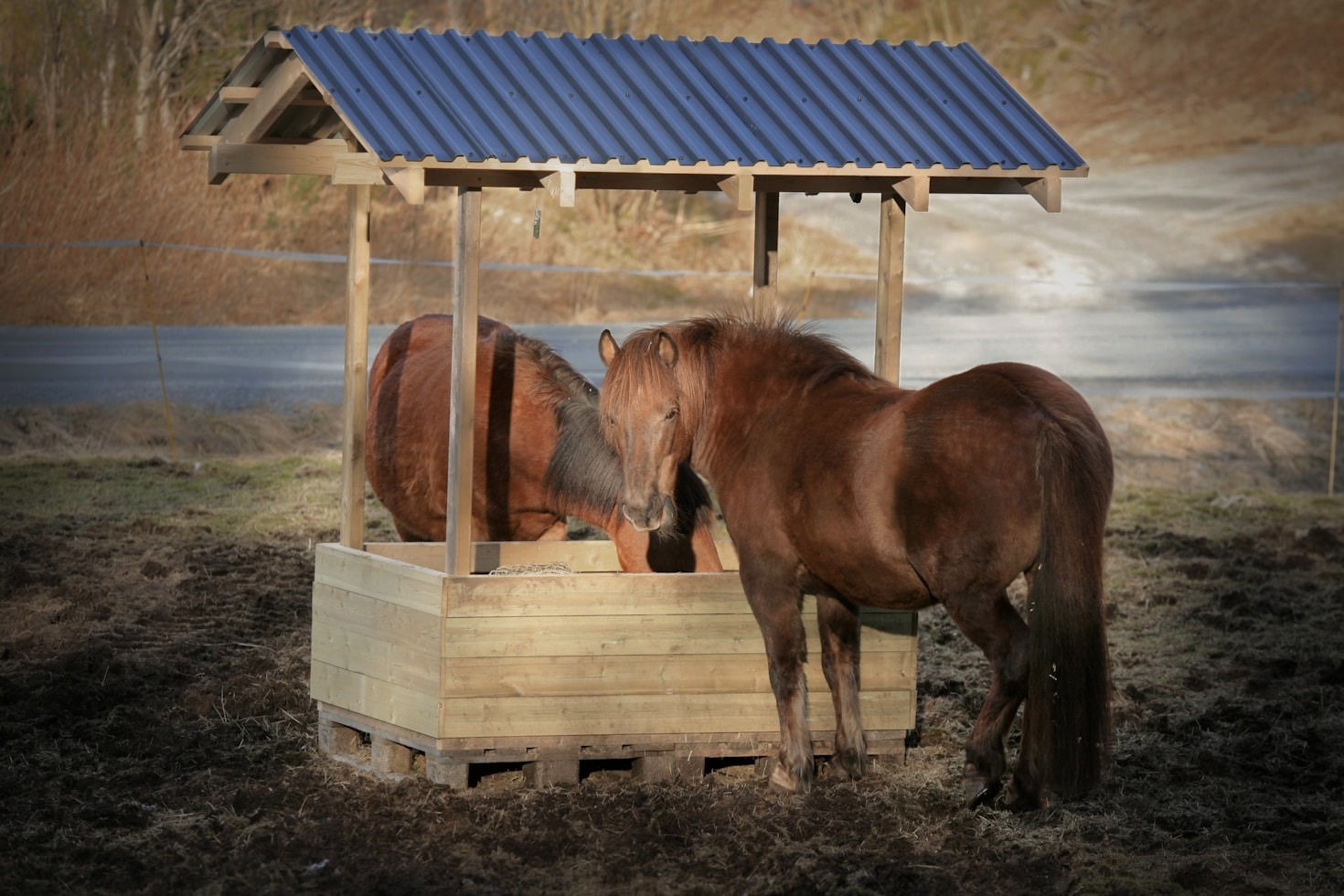 A Comprehensive Guide to Equine Feeding Strategies